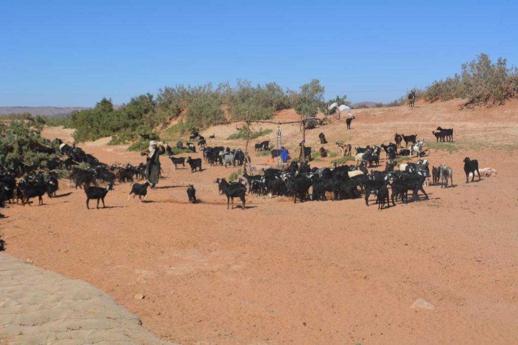 Azawad Luxury Desert Camp image 9