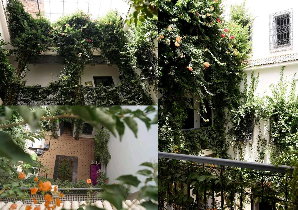 Bougainvillea Riad