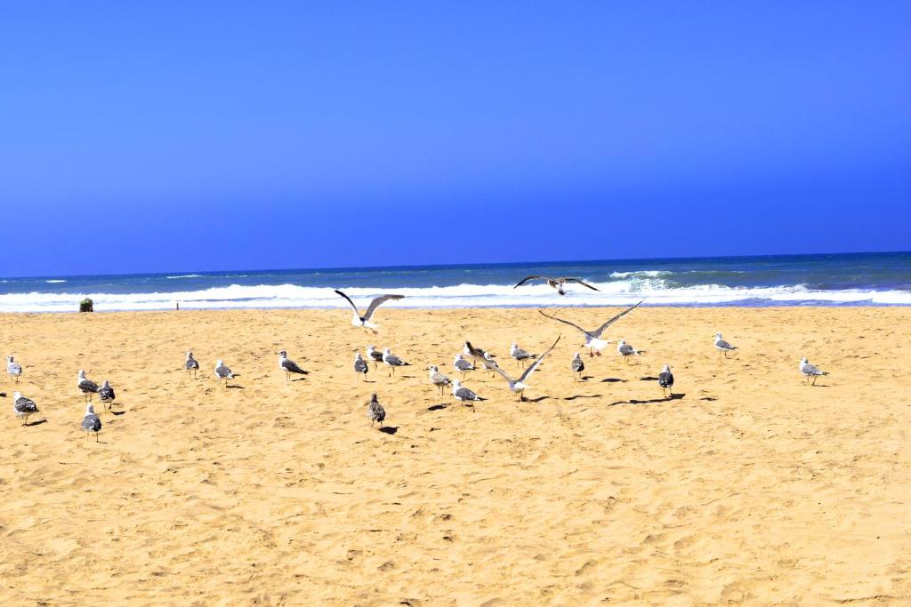 CASABAY Sidi Rahal, appartement avec accés direct à la plage et piscine image 3