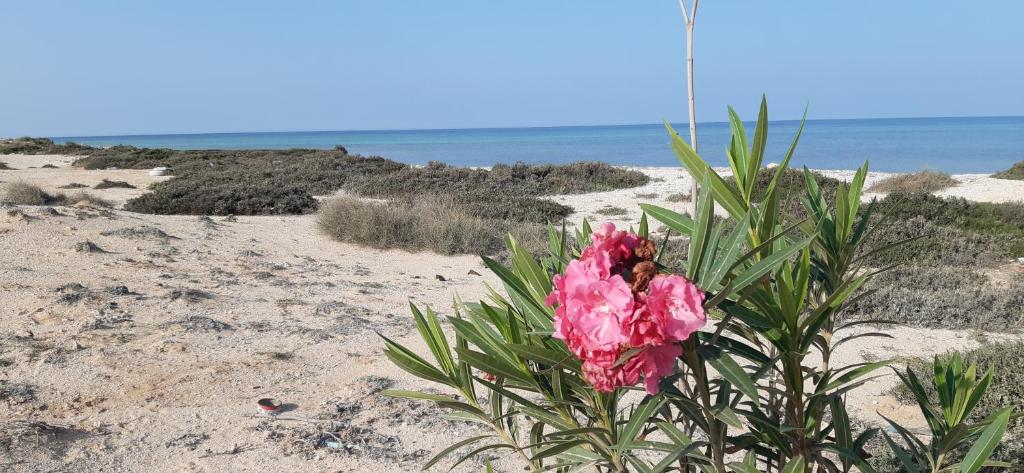 Dar Chick Yahia Ile De Djerba image 4