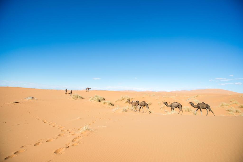 Erg Chebbi image 5