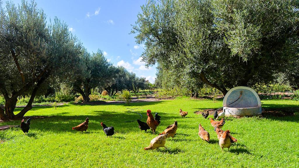 Ferme Sidi Safou image 1