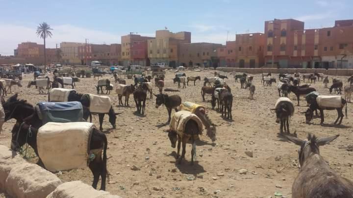 Maison bedouin Merzouga image 8