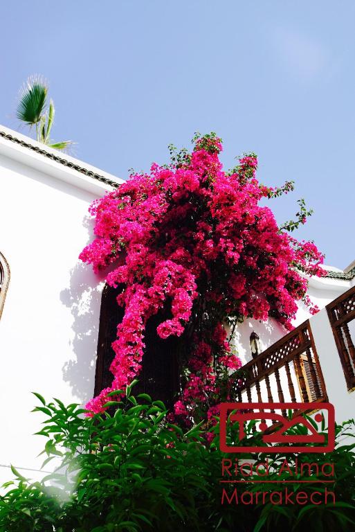 Riad Alma image 3