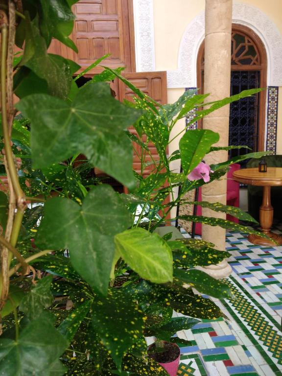 Riad Dar Zouhour image 1