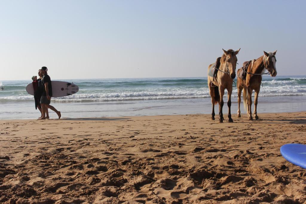 Surf Therapy Morocco image 4